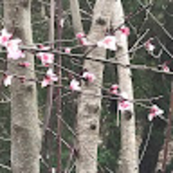 Meet your Posher, Kiwi - Picture 1 of 1